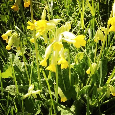 Rothenbach By Interhome * 伦克