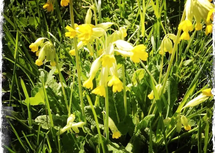 Rothenbach By Interhome * Lenk